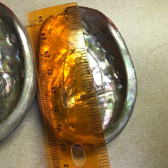 8 Genuine Abalone Shells - Picture 5 of 8